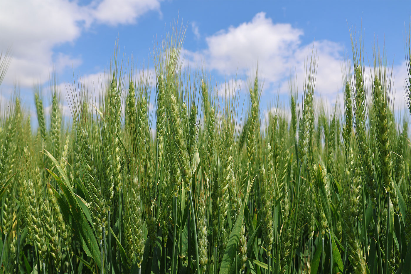 close up of wheat in a field